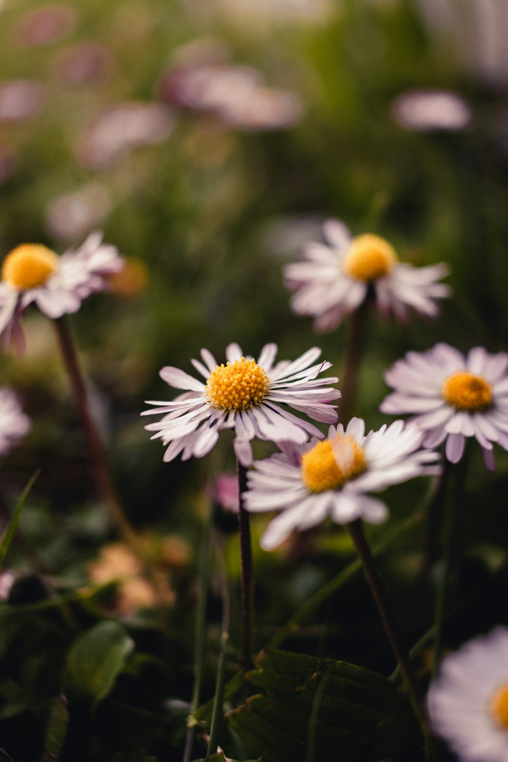 a group of flowers