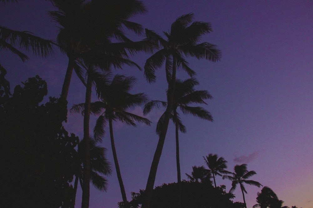 palm trees against a purple sky