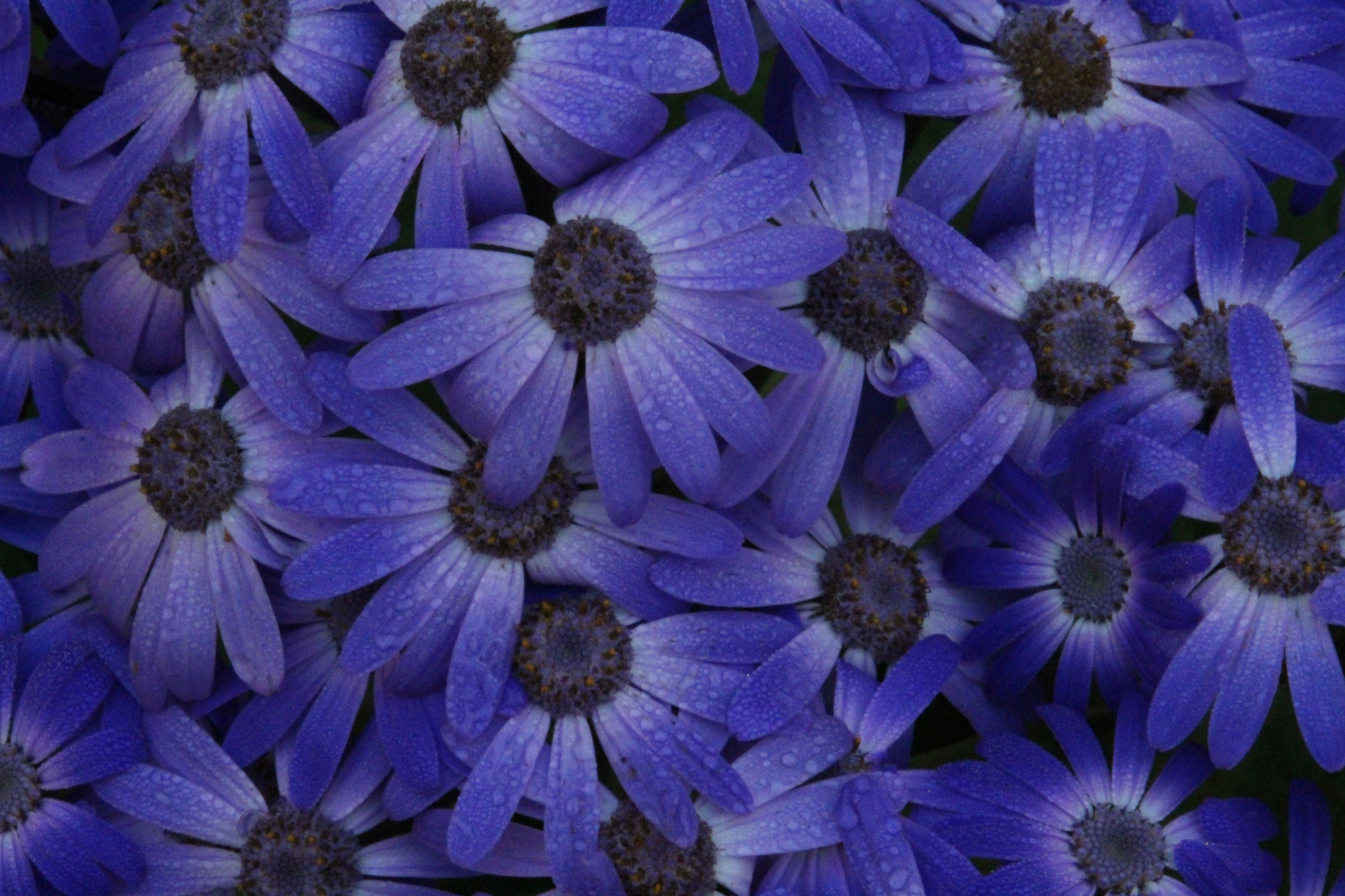 a group of purple flowers