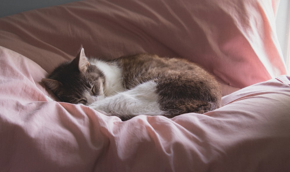 a cat sleeping on a bed