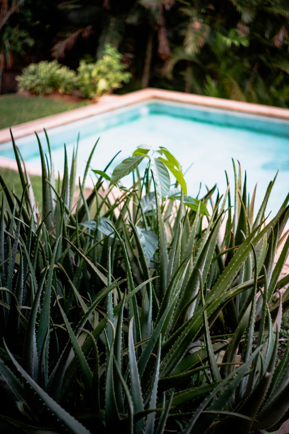 una piscina con plantas a su alrededor