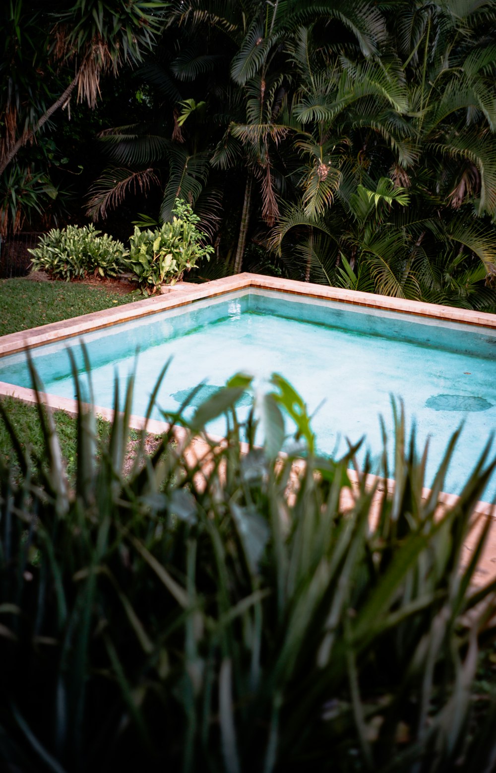 a pool surrounded by palm trees