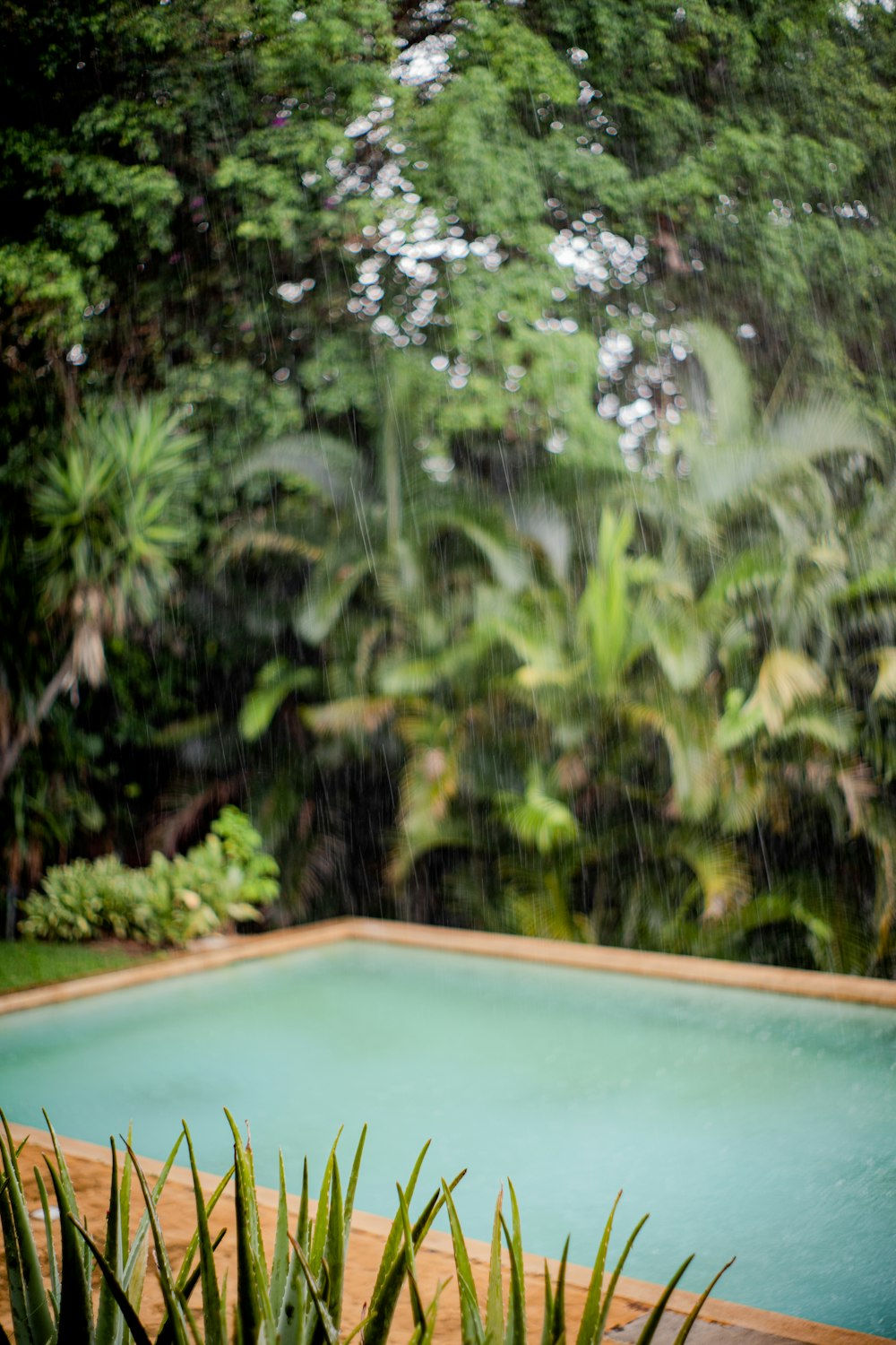 a pool surrounded by trees