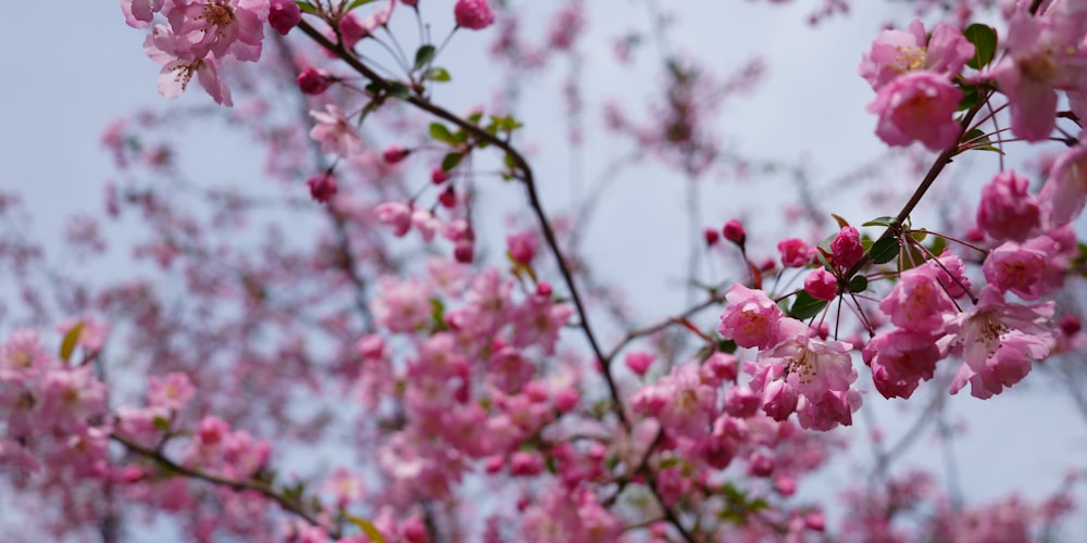 Un primer plano de flores rosadas