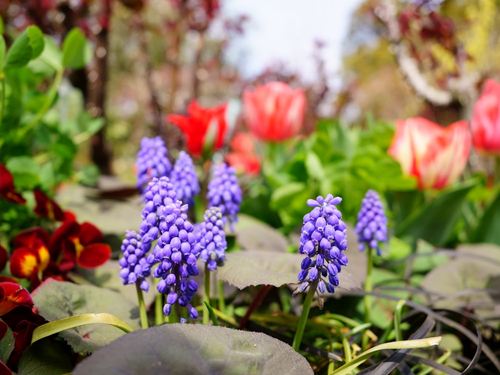 a group of colorful flowers