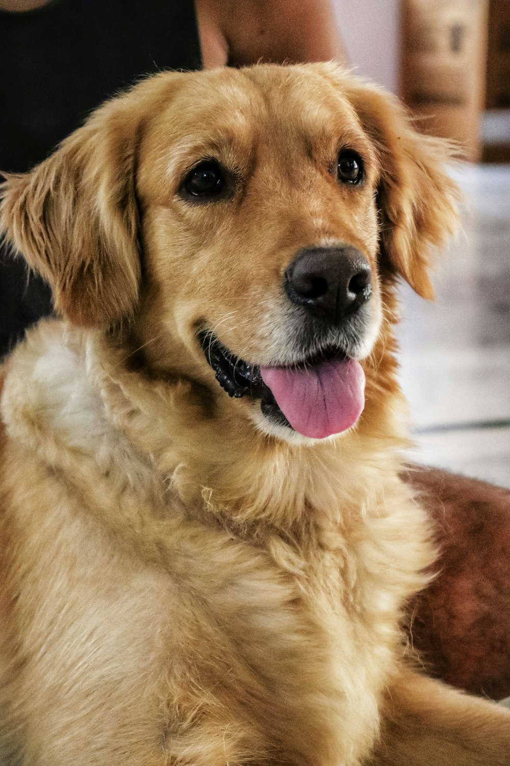 a dog with its tongue out