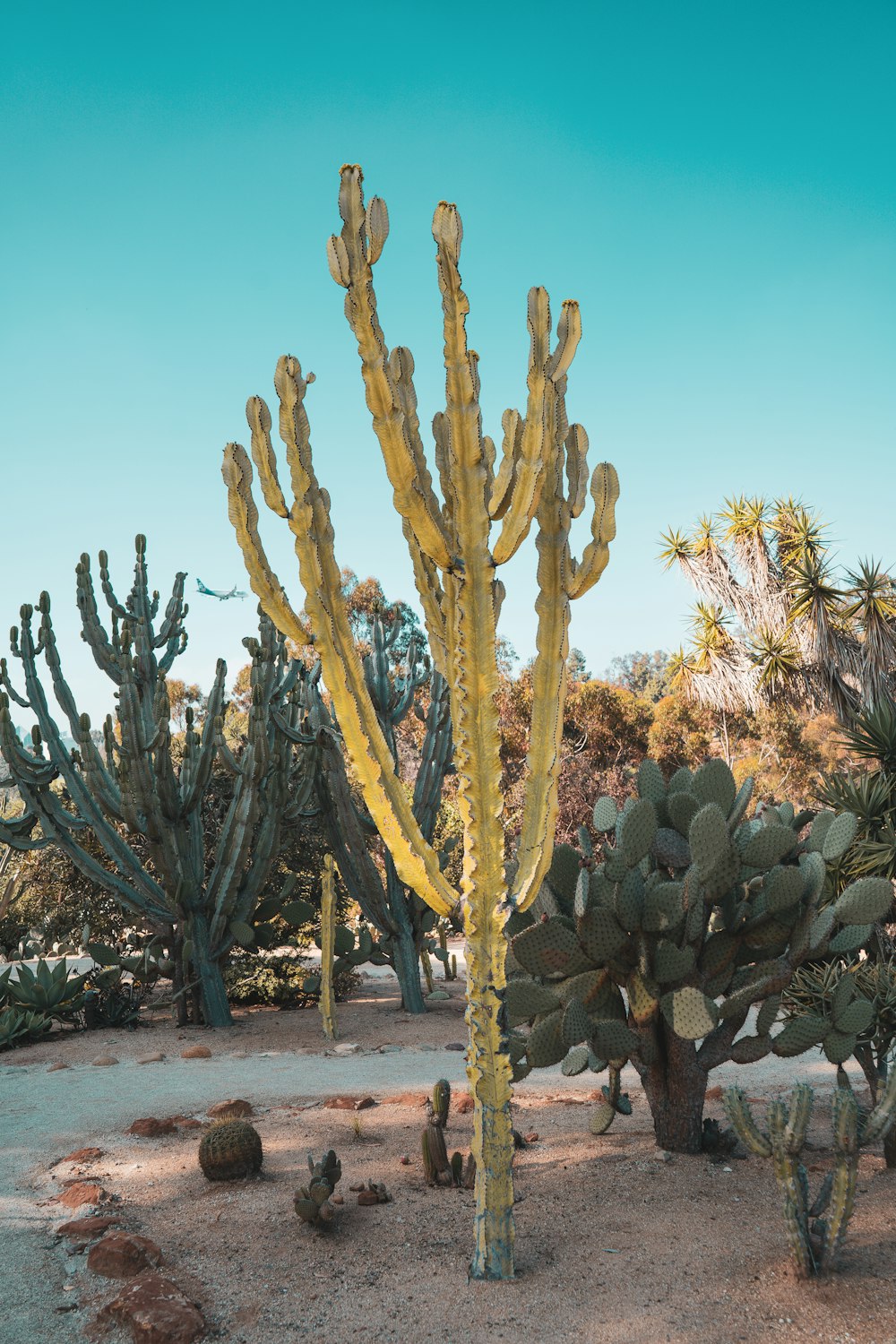 a group of cactus in a desert