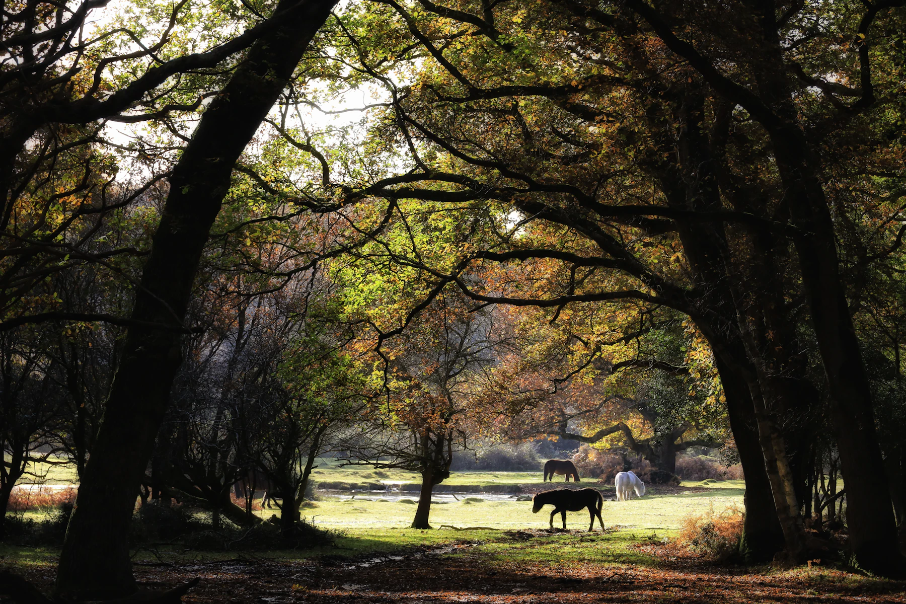 Photograph of Three ponies graze and cross an autumn clearing beneath broad old trees in the New Forest.
