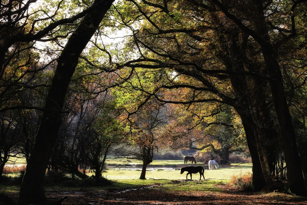 a couple of horses stand near each other in a park