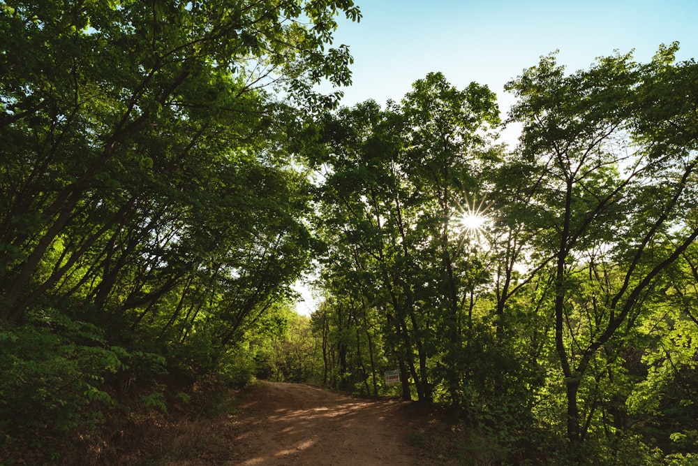 a dirt road surrounded by trees