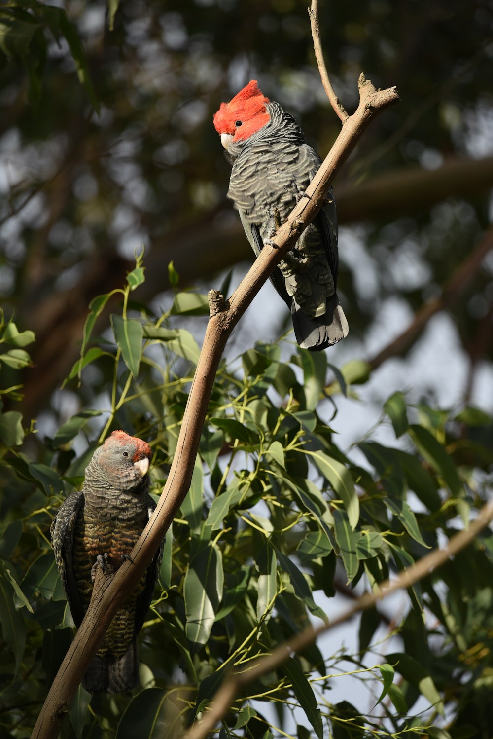 a couple of birds sit on a branch