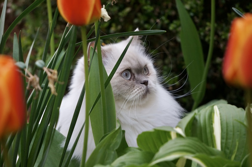 a cat in a garden