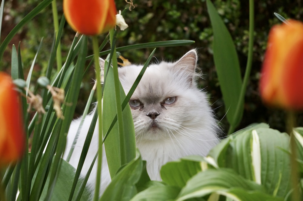 a cat in a garden