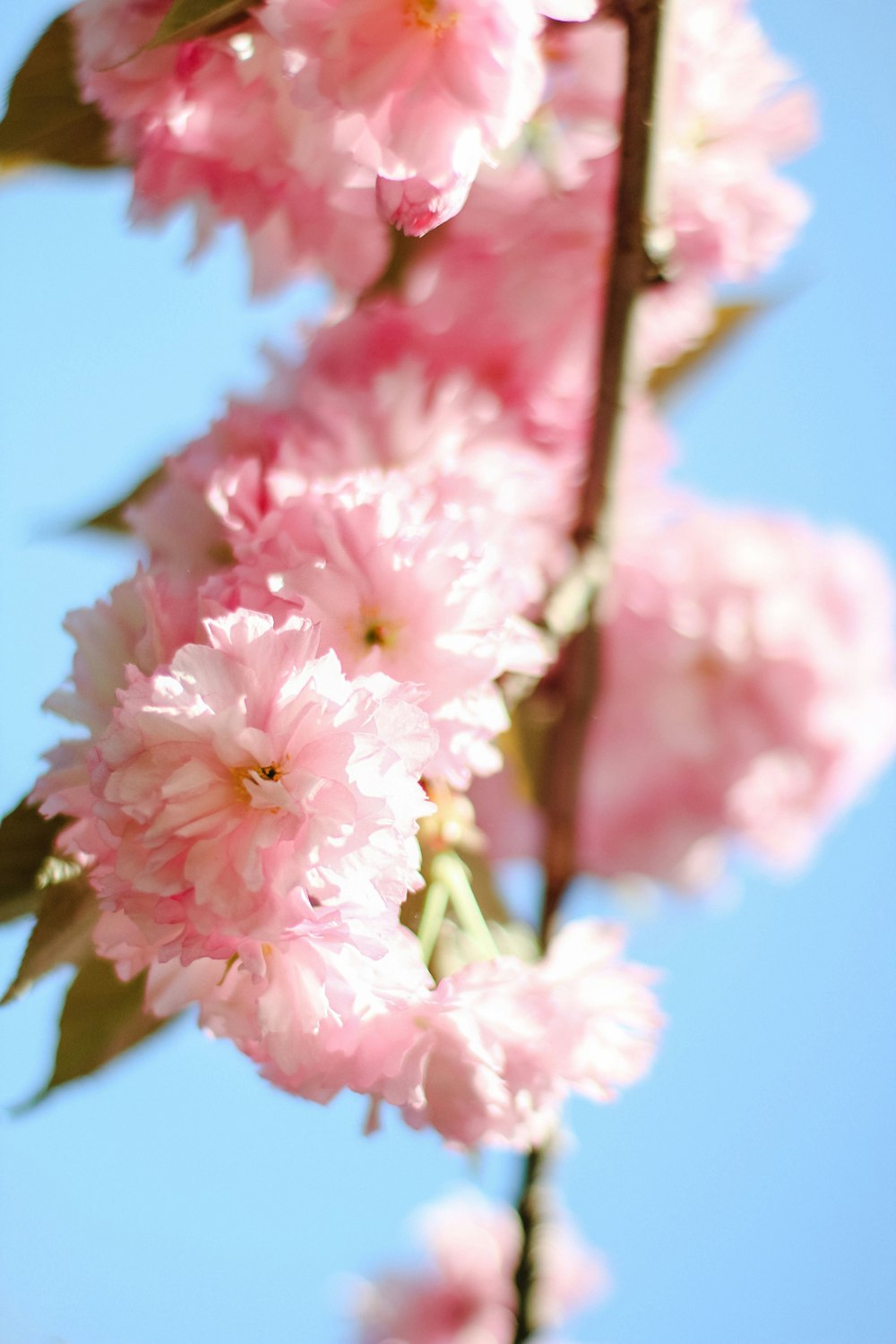 a close up of pink flowers