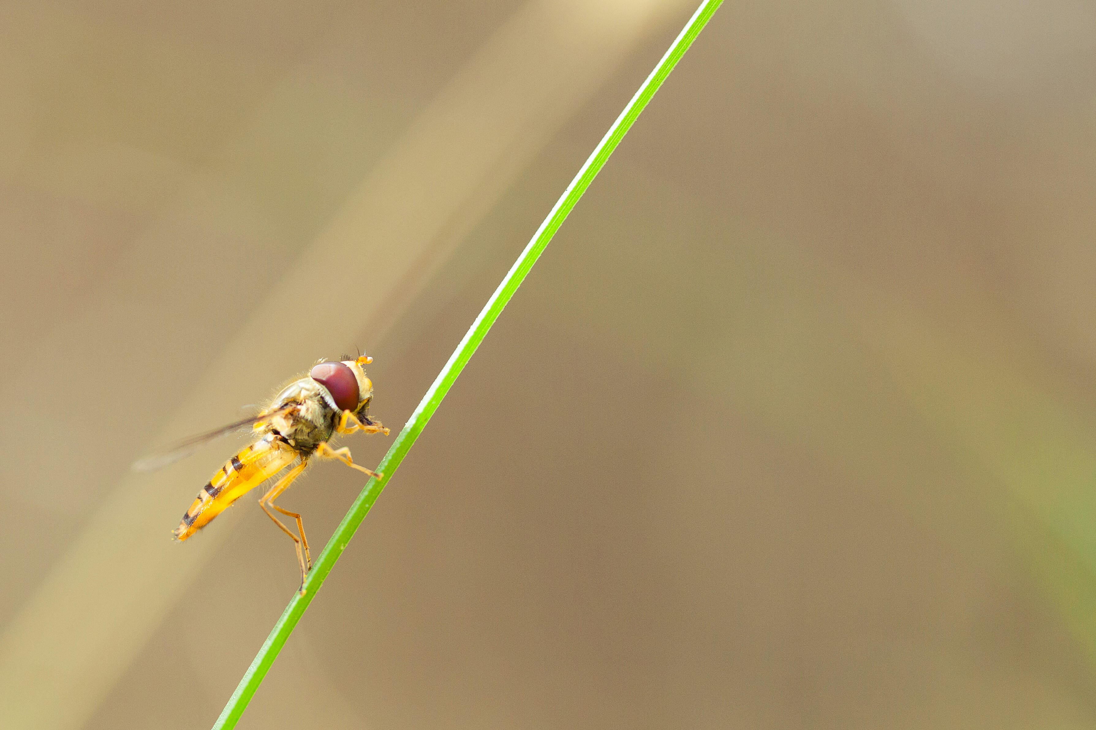 Eine Libelle auf einem Blatt