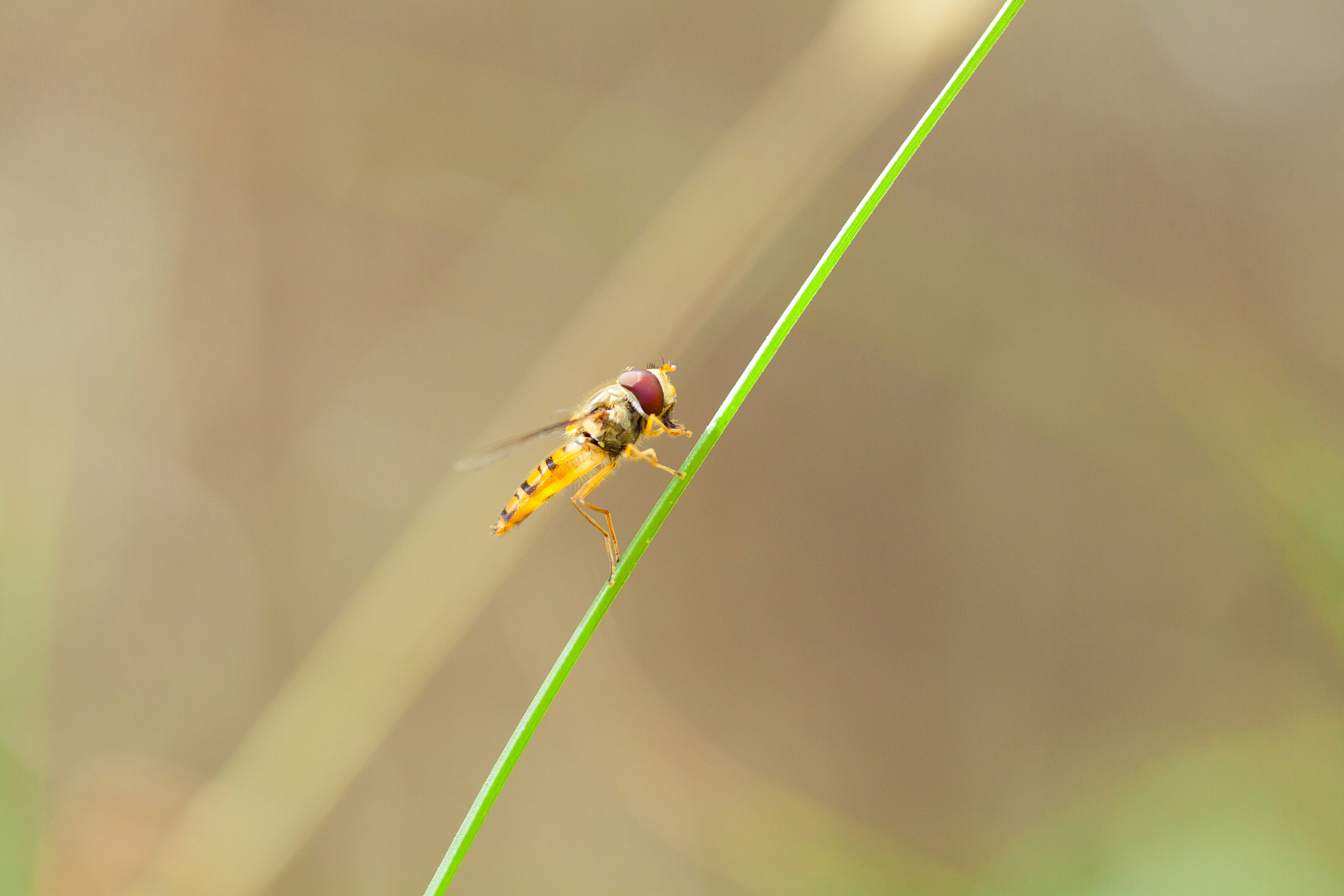 Ein Käfer auf einem Blatt