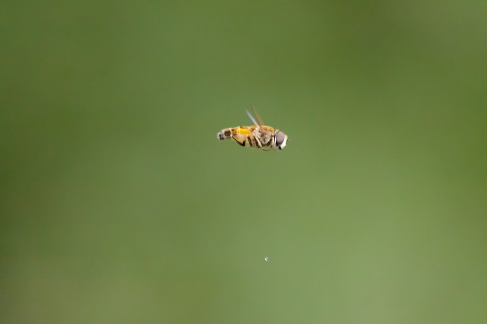 a bee on a leaf