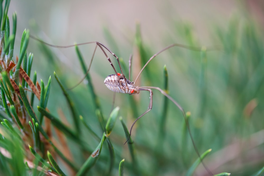 a bug on a plant