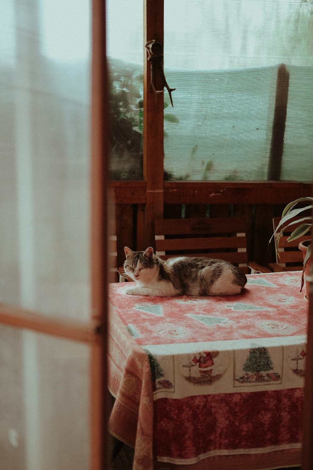 a cat laying on a bench