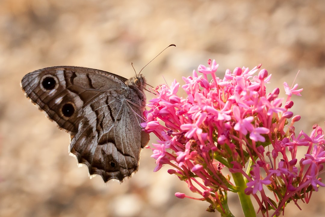 nephthytis, root rot, a butterfly on a flower