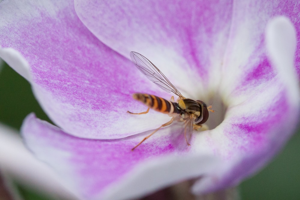 a bee on a flower