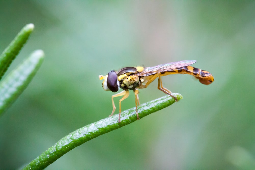 a fly on a leaf