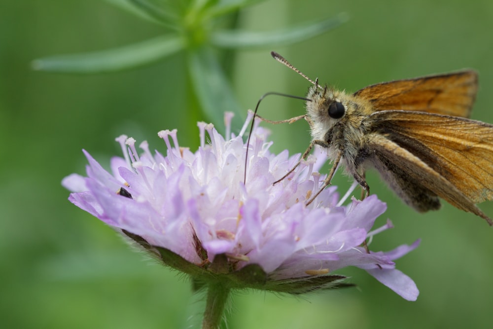 una mariposa en una flor