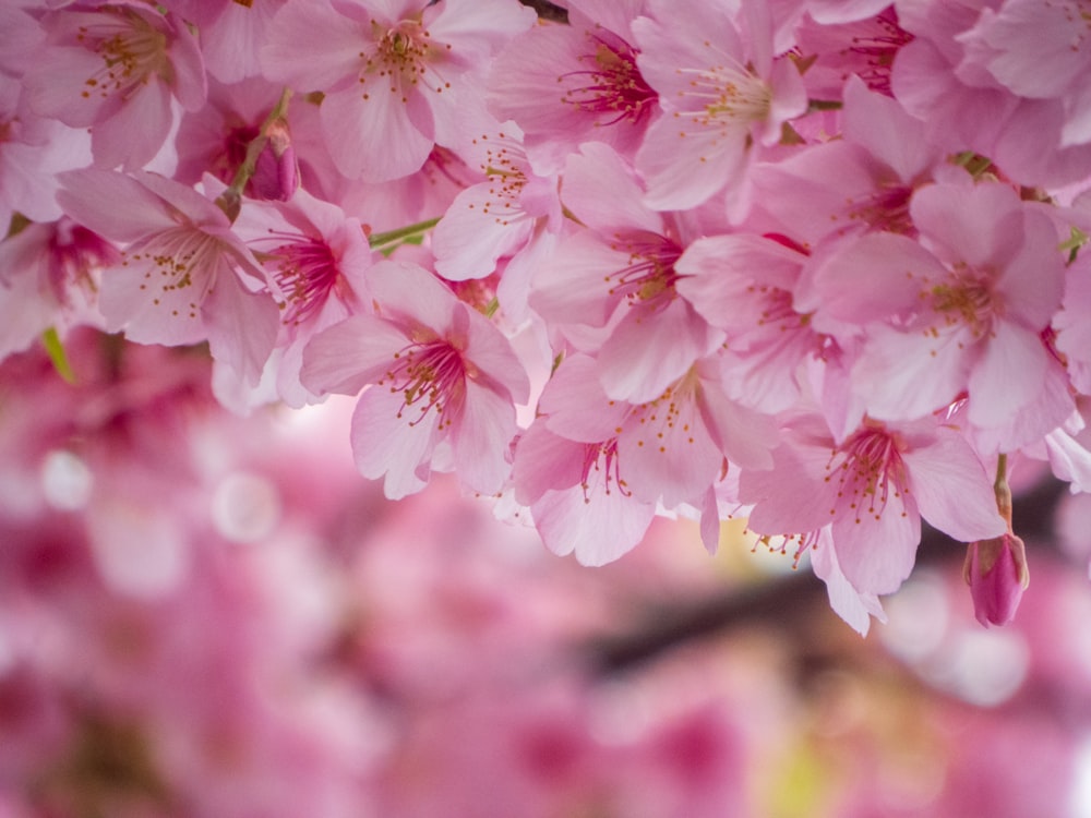 a close up of pink flowers