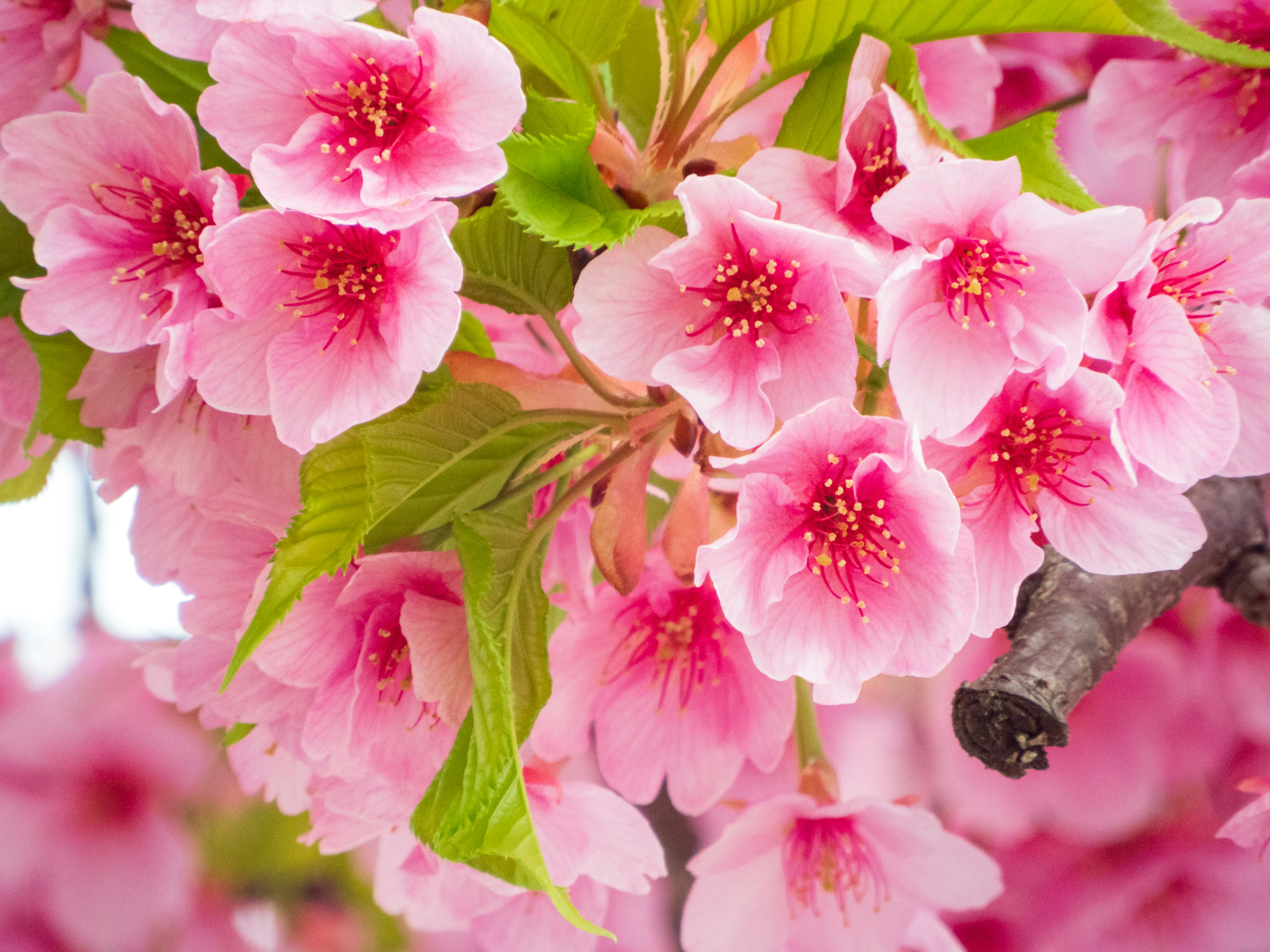 Photo by heppoko_yama