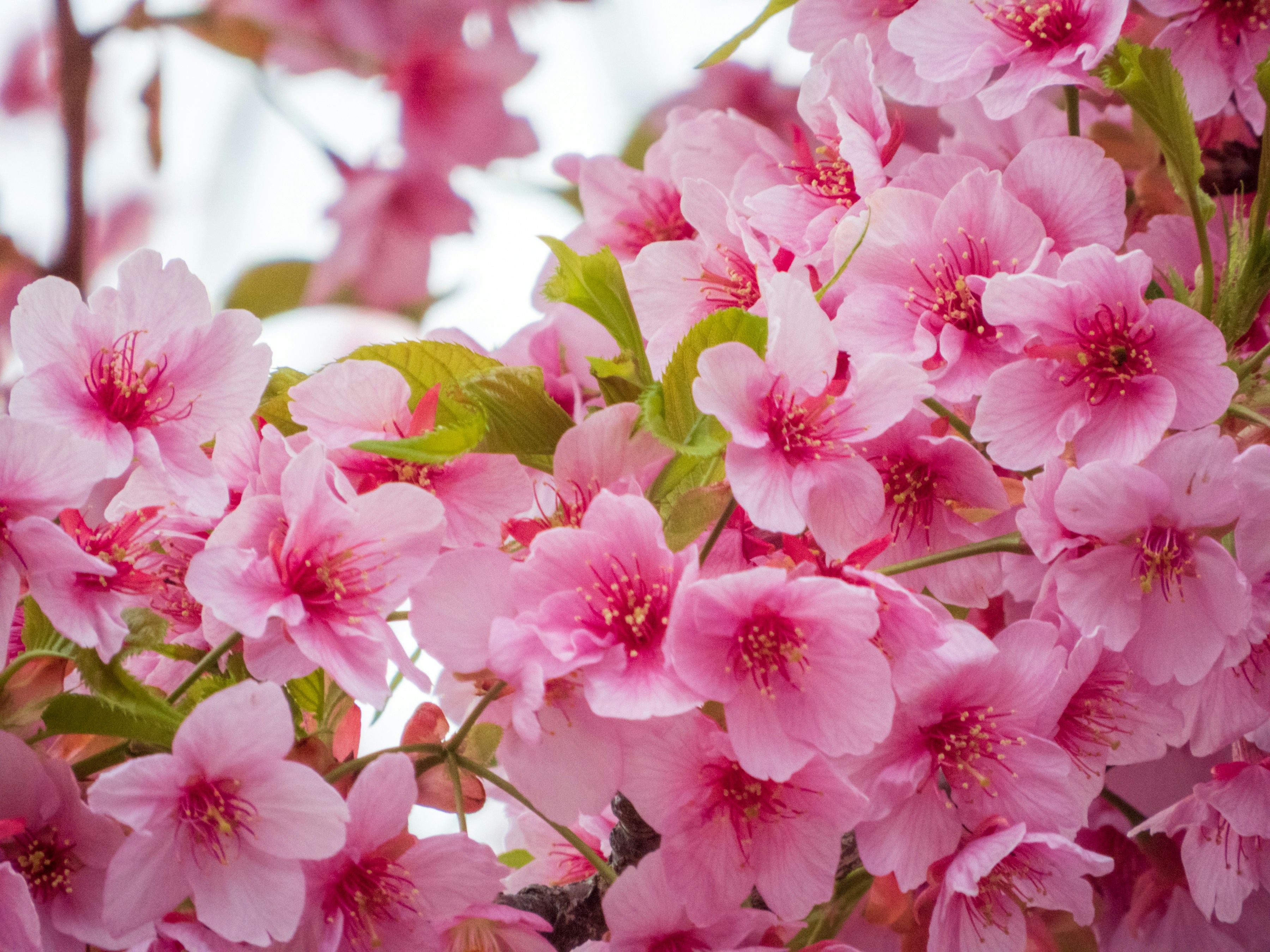 Photo by heppoko_yama