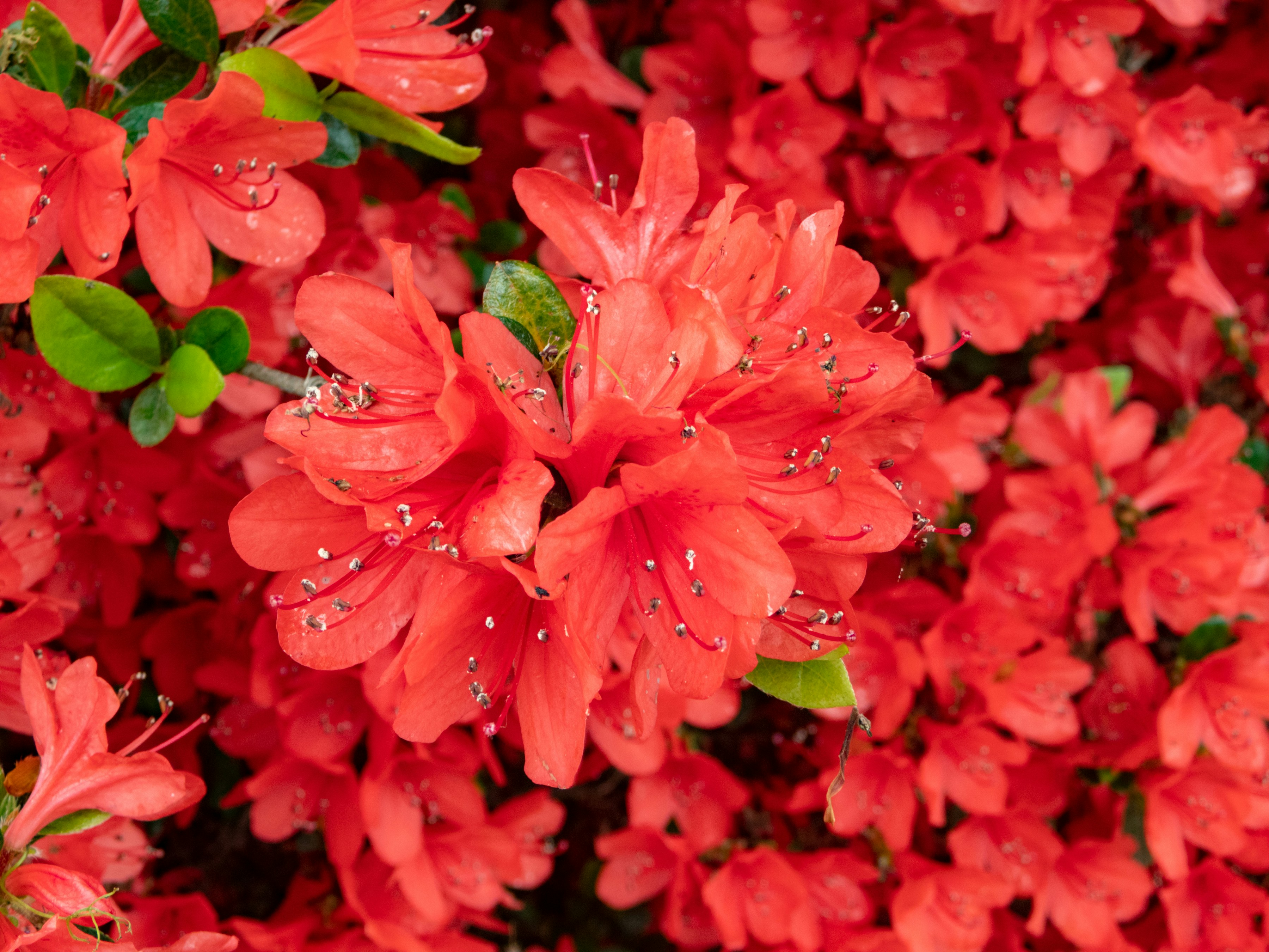 Photo by heppoko_yama