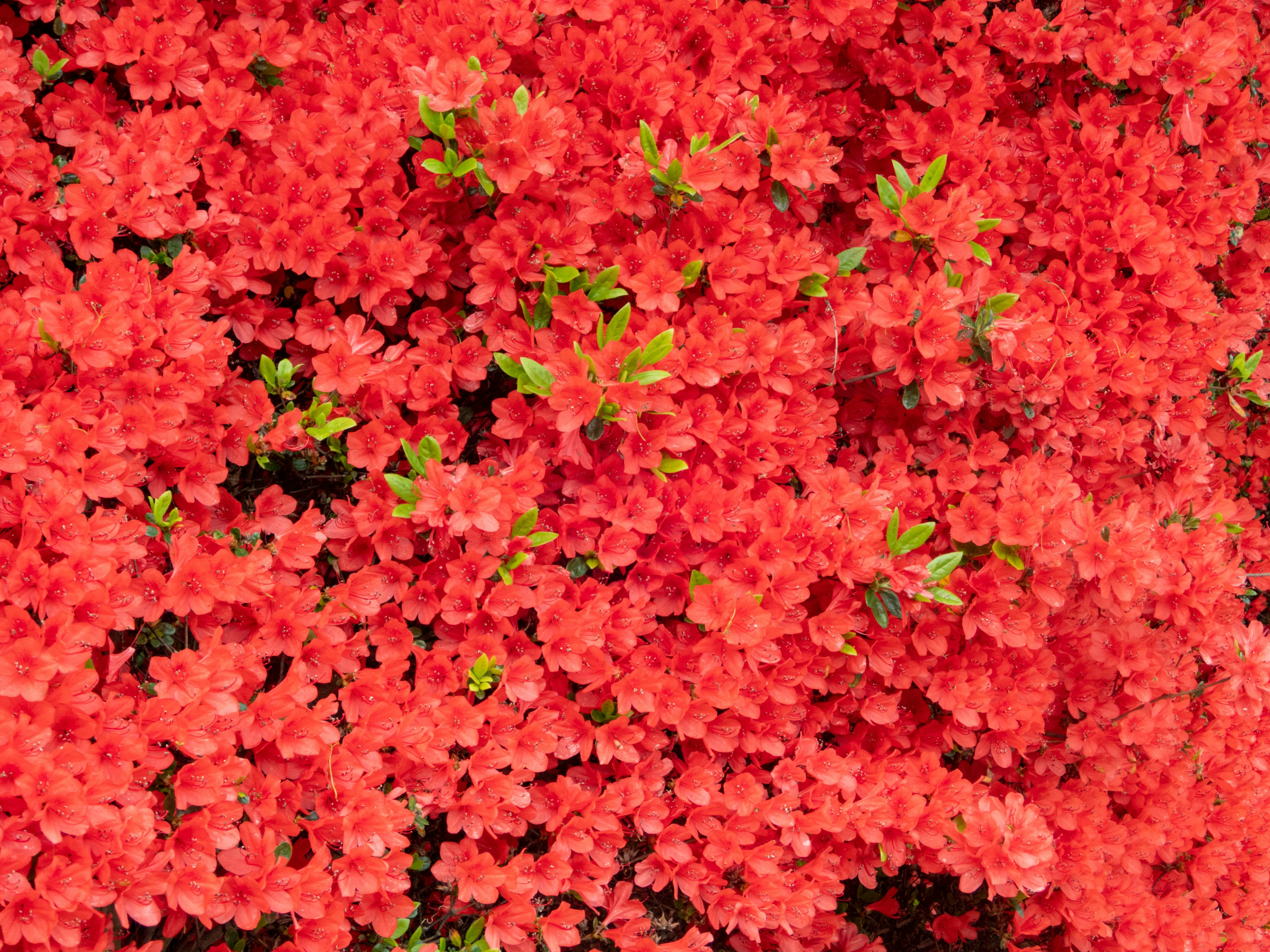 Photo by heppoko_yama