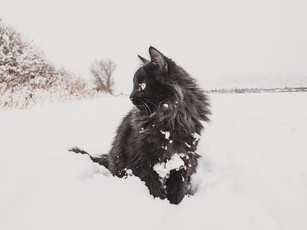 a black cat in the snow
