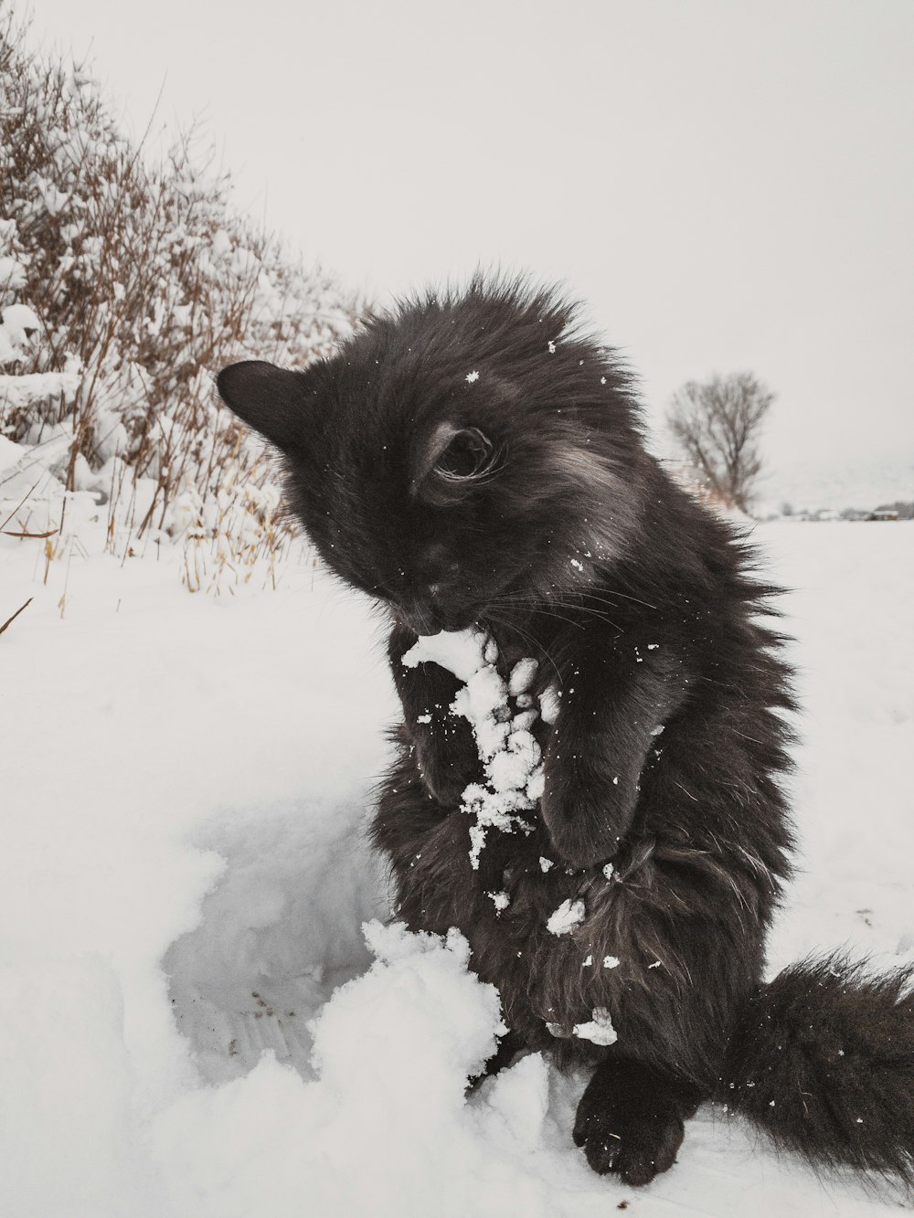 a black and white cat in the snow