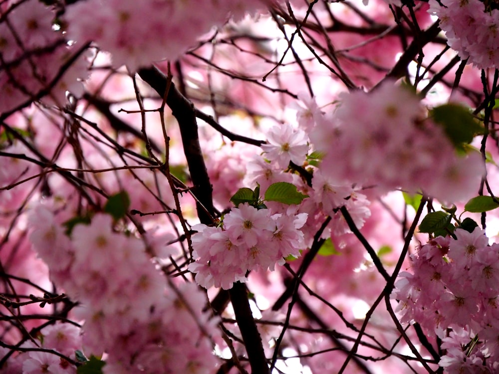 a close up of pink flowers