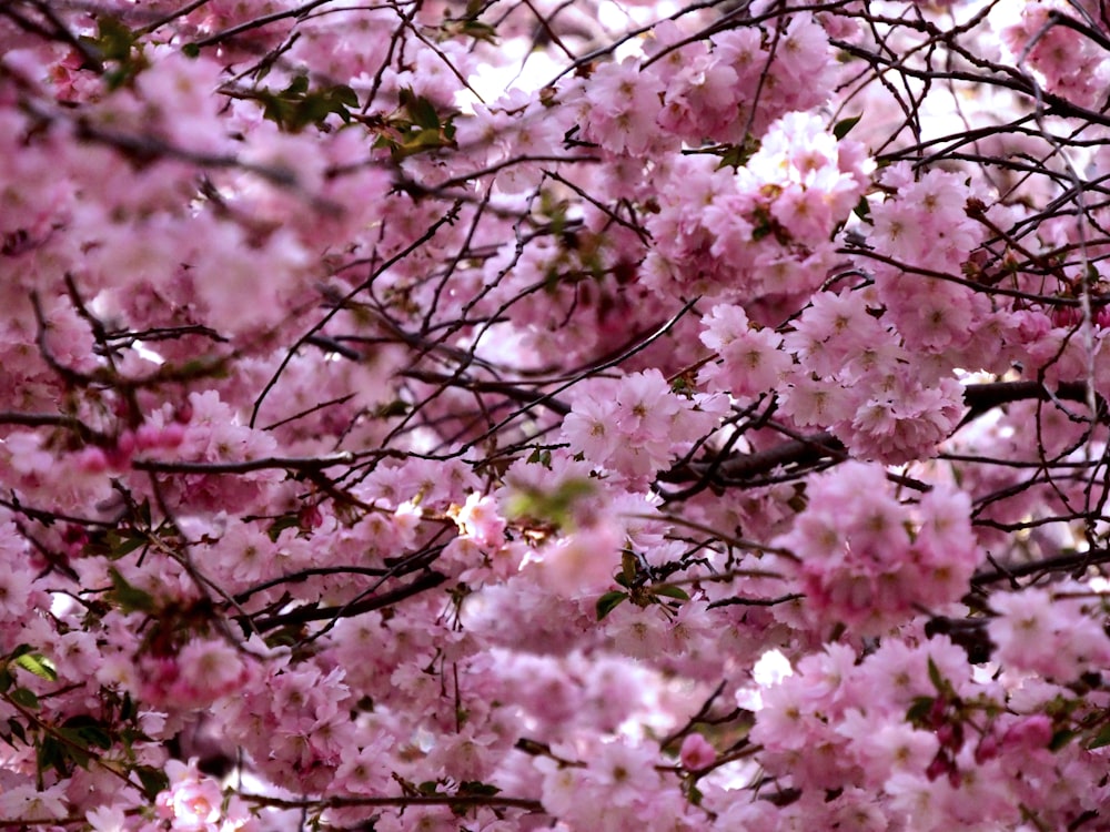 a tree with pink flowers