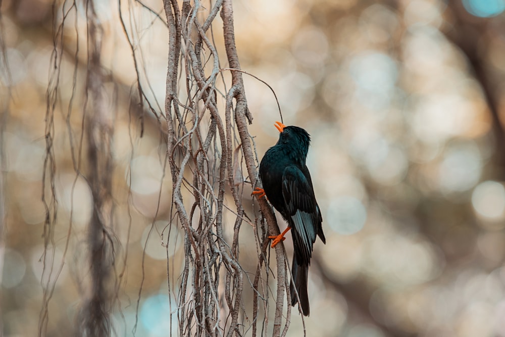 a bird perched on a branch