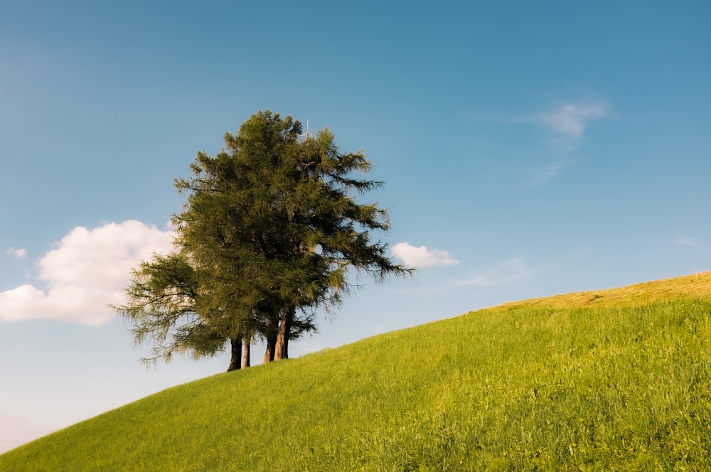 a tree on a grassy hill