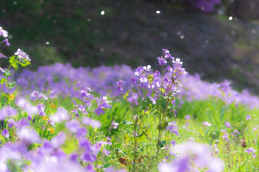 a close-up of some flowers