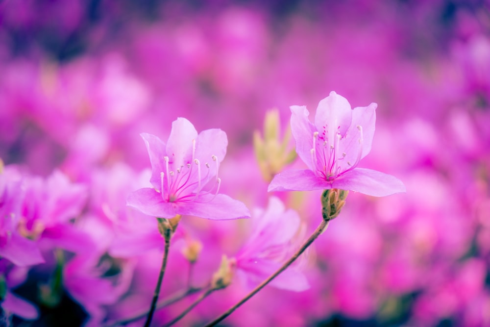 a close up of some flowers