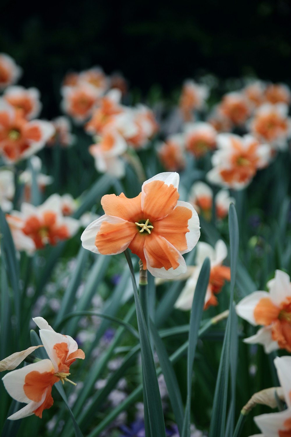 a group of flowers