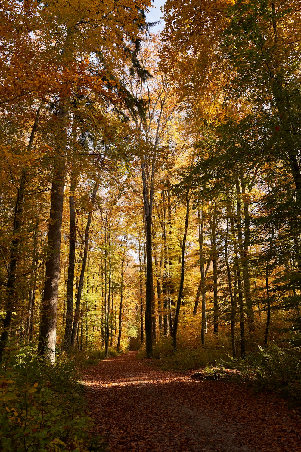 a path through a forest