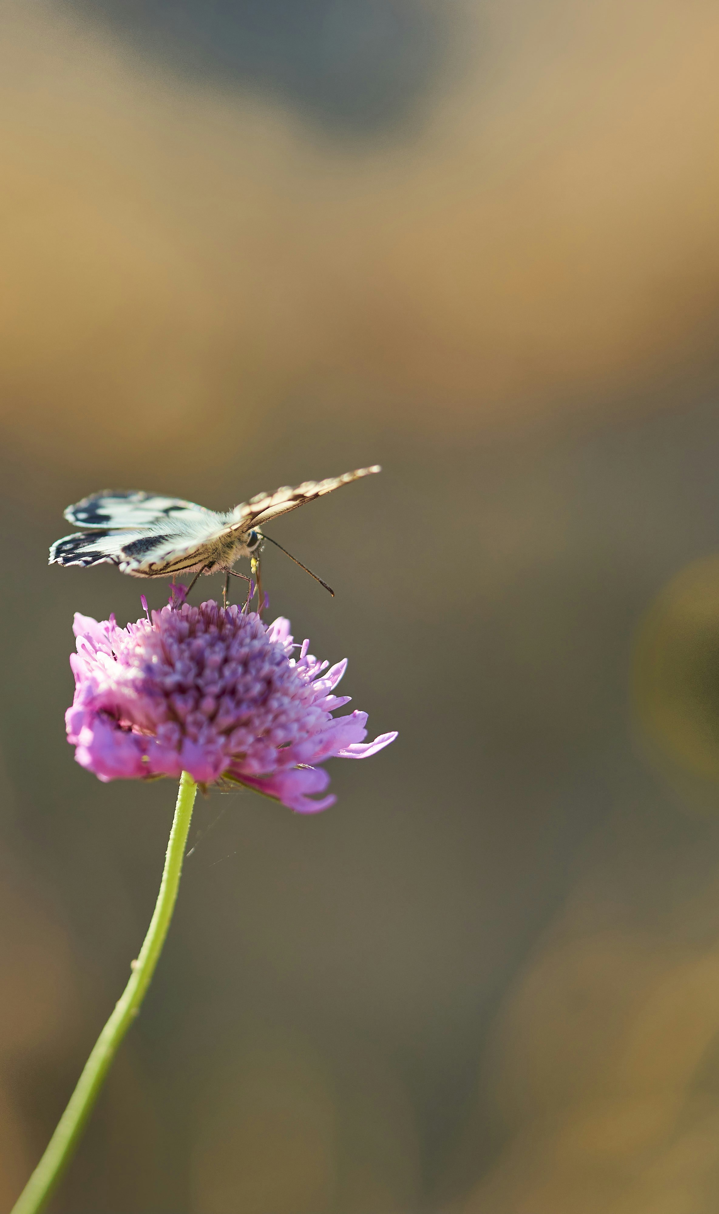 Photo by wolfgang_hasselmann