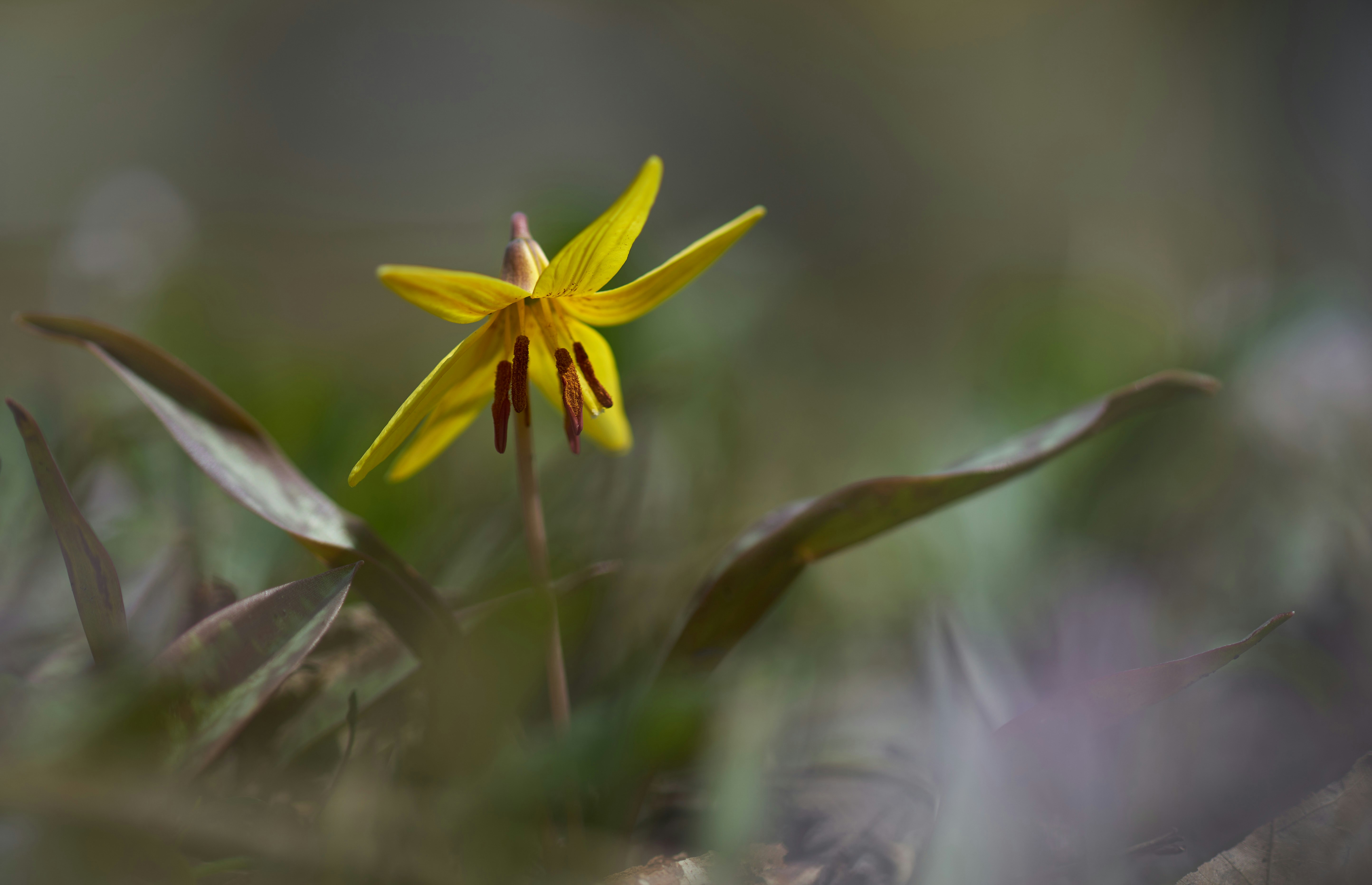 Photo by wolfgang_hasselmann