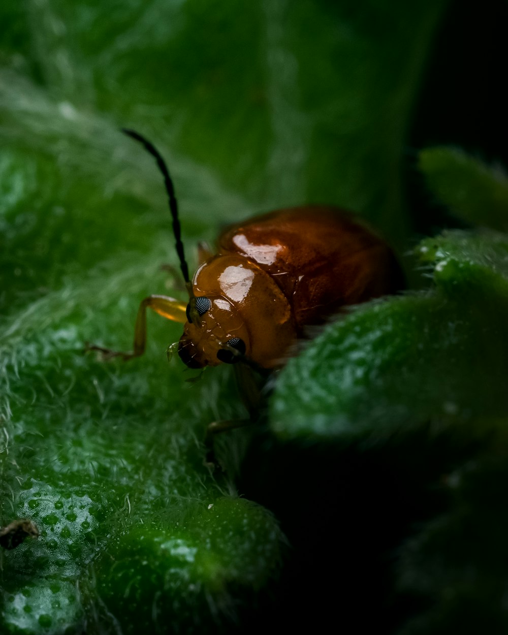 a bug on a leaf