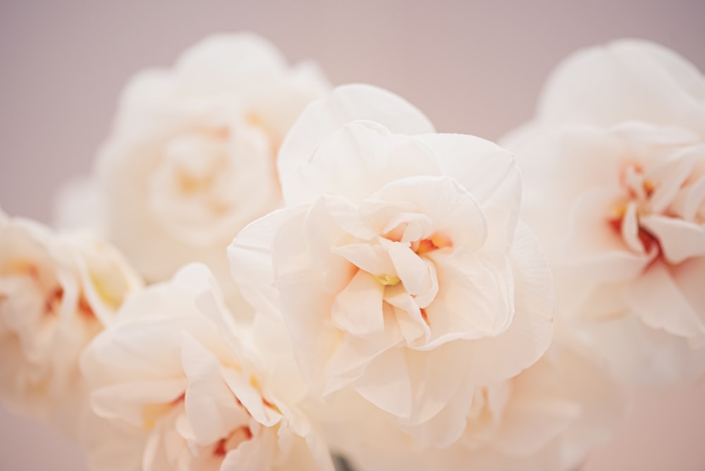 a close up of some flowers