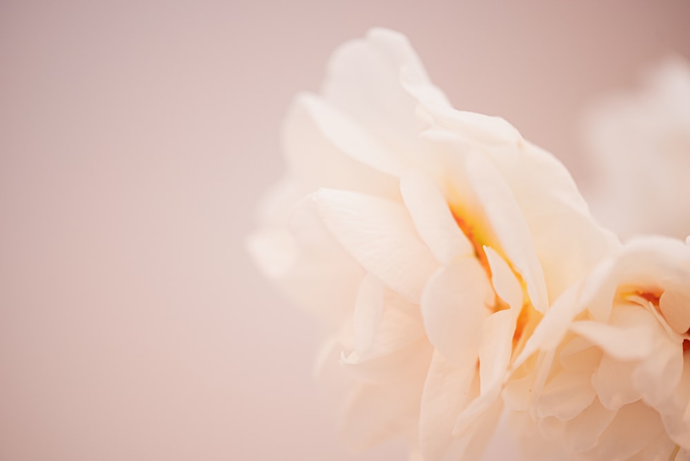 a close up of a white flower