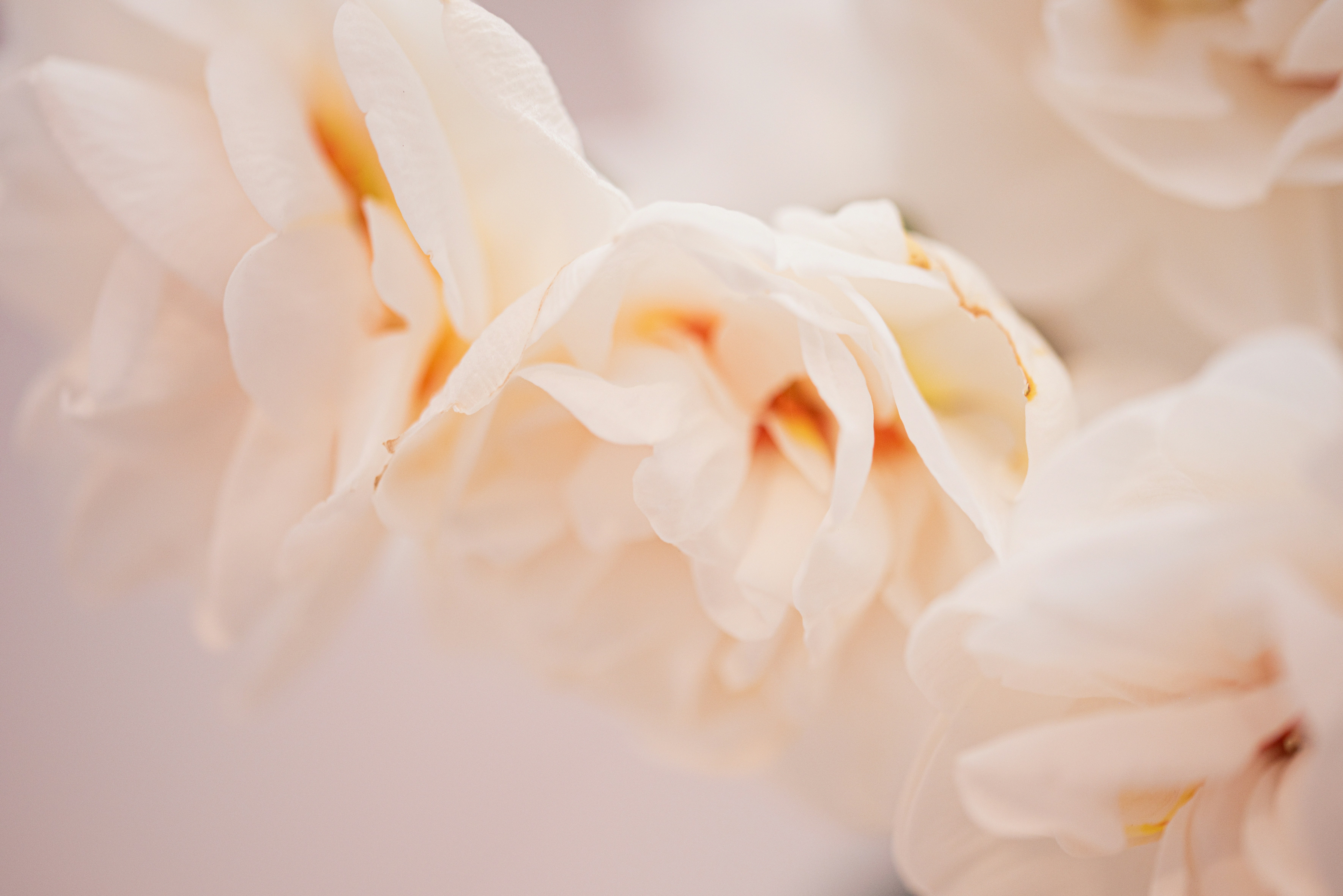 Photo by lauraadaiphoto