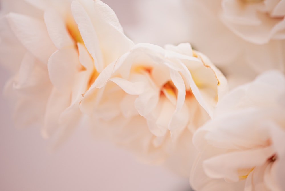 a close up of a white flower