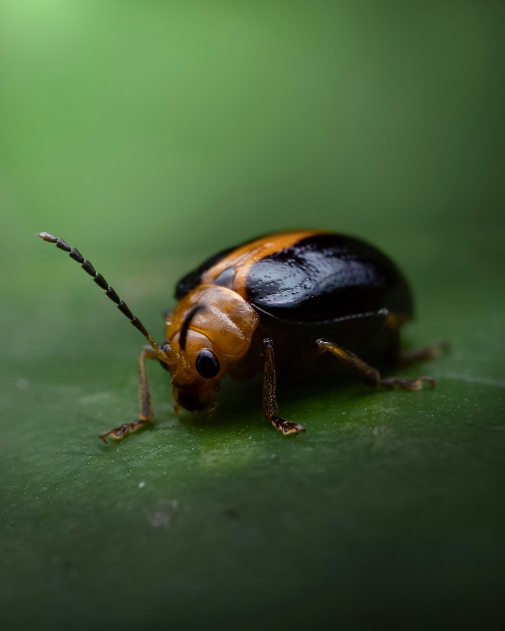 a close up of a bug